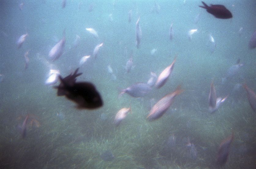 NEG18217.jpg